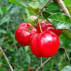 Alternative view of Tropical Fruit Seeds Acerola Malpighia Emarginata Juicy Tart Vitamin C & A 10 Pcs Pink GMO Free
