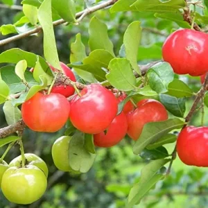 Tropical Fruit Seeds Acerola Malpighia Emarginata Juicy Tart Vitamin C & A 10 Pcs Pink GMO Free - Image 3