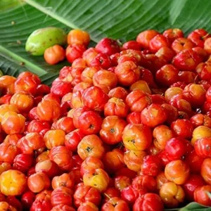 Tropical Fruit Seeds Acerola Malpighia Emarginata Juicy Tart Vitamin C & A 10 Pcs Pink GMO Free - Image 4