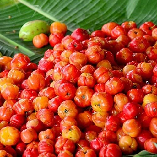Tropical Fruit Seeds Acerola Malpighia Emarginata Juicy Tart Vitamin C & A 10 Pcs Pink GMO Free - Image 4