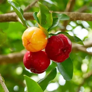 Tropical Fruit Seeds Acerola Malpighia Emarginata Juicy Tart Vitamin C & A 10 Pcs Pink GMO Free - Image 5