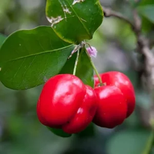 Tropical Fruit Seeds Acerola Malpighia Emarginata Juicy Tart Vitamin C & A 10 Pcs Pink GMO Free - Image 6