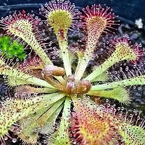 Venus Flytrap Seeds 100Pcs - Dionaea Muscipula Carnivorous Plant Seeds for Home Garden Bonsai Full Sun Acidic Soil