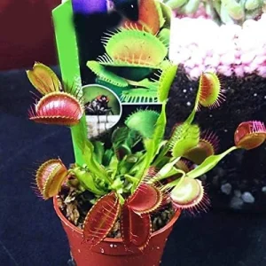 Alternative view of Venus Flytrap Seeds 100Pcs - Dionaea Muscipula Carnivorous Plant Seeds for Home Garden Bonsai Full Sun Acidic Soil