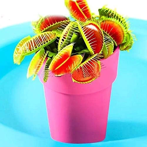 Venus Flytrap Seeds 100Pcs - Dionaea Muscipula Carnivorous Plant Seeds for Home Garden Bonsai Full Sun Acidic Soil - Image 3