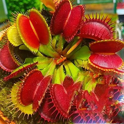 Venus Flytrap Seeds 100Pcs - Dionaea Muscipula Carnivorous Plant Seeds for Home Garden Bonsai Full Sun Acidic Soil - Image 4