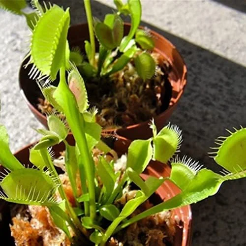 Venus Flytrap Seeds 100Pcs - Dionaea Muscipula Carnivorous Plant Seeds for Home Garden Bonsai Full Sun Acidic Soil - Image 6