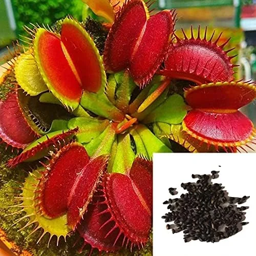 Venus Flytrap Seeds 100Pcs - Dionaea Muscipula Carnivorous Plant Seeds for Home Garden Bonsai Full Sun Acidic Soil - Image 7