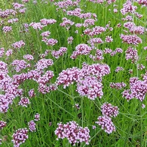 Verbena Bonariensis Seeds 150Pcs Flower Seeds Perennial Drought Tolerant Fragrant Purple