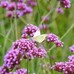 Alternative view of Verbena Bonariensis Seeds 150Pcs Flower Seeds Perennial Drought Tolerant Fragrant Purple