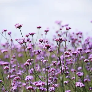 Verbena Bonariensis Seeds 150Pcs Flower Seeds Perennial Drought Tolerant Fragrant Purple - Image 3
