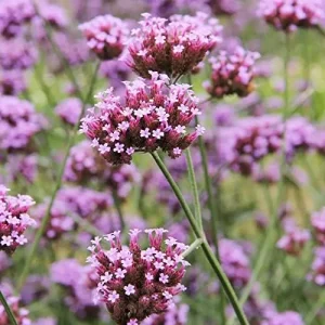 Verbena Bonariensis Seeds 150Pcs Flower Seeds Perennial Drought Tolerant Fragrant Purple - Image 4