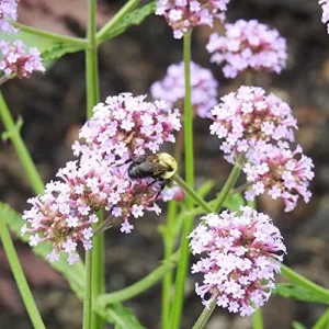 Verbena Bonariensis Seeds 150Pcs Flower Seeds Perennial Drought Tolerant Fragrant Purple - Image 5