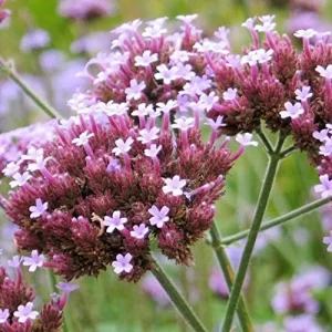 Verbena Bonariensis Seeds 150Pcs Flower Seeds Perennial Drought Tolerant Fragrant Purple - Image 6