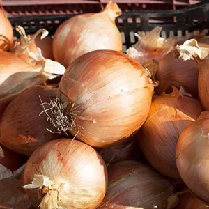 Vidalia Onion Seeds 200Pcs Non-GMO Heirloom Untreated Fresh Fast Growing for Backyard Country Balcony - Image 3