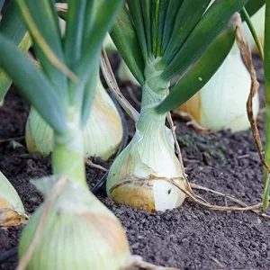 Vidalia Onion Seeds 200Pcs Non-GMO Heirloom Untreated Fresh Fast Growing for Backyard Country Balcony - Image 5