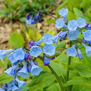 Alternative view of Virginia Bluebells Seeds - Mertensia Virginica Perennial Flower Seeds, 100 Count, Blue & Pink Blooms