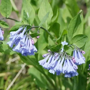 Virginia Bluebells Seeds - Mertensia Virginica Perennial Flower Seeds, 100 Count, Blue & Pink Blooms - Image 3