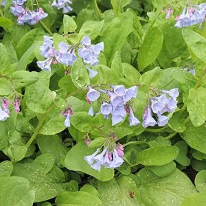 Virginia Bluebells Seeds - Mertensia Virginica Perennial Flower Seeds, 100 Count, Blue & Pink Blooms - Image 4