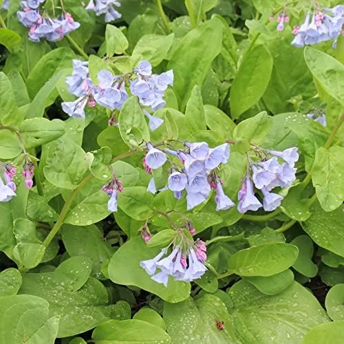 Virginia Bluebells Seeds - Mertensia Virginica Perennial Flower Seeds, 100 Count, Blue & Pink Blooms - Image 4