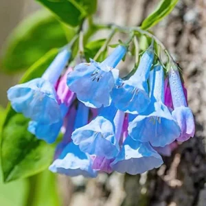 Virginia Bluebells Seeds - Mertensia Virginica Perennial Flower Seeds, 100 Count, Blue & Pink Blooms - Image 5