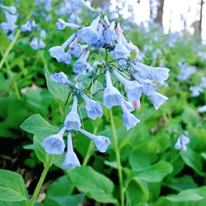Virginia Bluebells Seeds - Mertensia Virginica Perennial Flower Seeds, 100 Count, Blue & Pink Blooms - Image 6