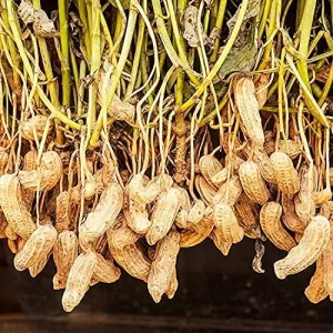 Virginia Jumbo Peanut Seeds 100 Count Non-GMO Fresh Garden Seeds - Image 3