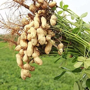 Virginia Jumbo Peanut Seeds 100 Count Non-GMO Fresh Garden Seeds - Image 4