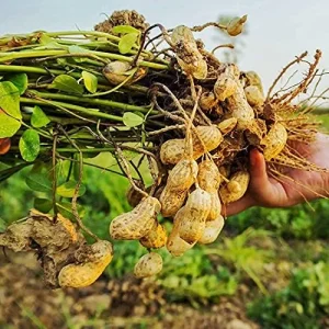 Virginia Jumbo Peanut Seeds 100 Count Non-GMO Fresh Garden Seeds - Image 5