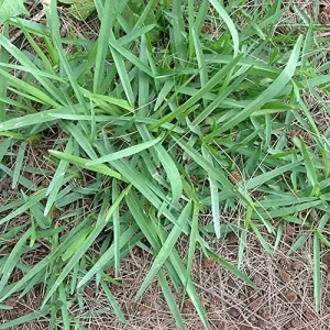 Alternative view of Warm-Season Grass Seeds Low Growing Turf 1 Oz Green GMO-Free