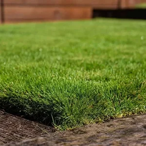 Warm-Season Grass Seeds Low Growing Turf 1 Oz Green GMO-Free - Image 3