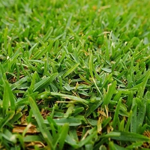 Warm-Season Grass Seeds Low Growing Turf 1 Oz Green GMO-Free - Image 4