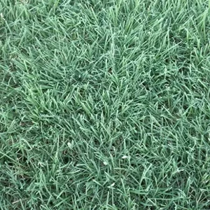 Warm-Season Grass Seeds Low Growing Turf 1 Oz Green GMO-Free - Image 5