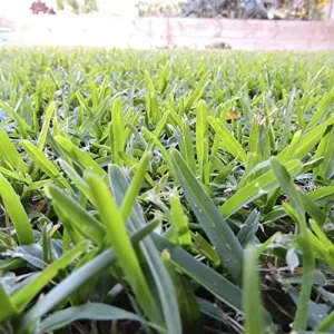Warm-Season Grass Seeds Low Growing Turf 1 Oz Green GMO-Free - Image 6