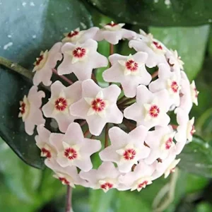 Alternative view of Wax Plant Seeds - Fragrant Tropical Succulent - Low Maintenance Indoor Perennial - 100 Pcs