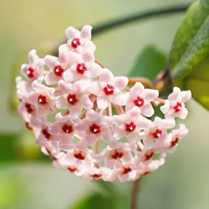 Wax Plant Seeds - Fragrant Tropical Succulent - Low Maintenance Indoor Perennial - 100 Pcs - Image 3
