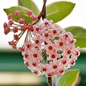 Wax Plant Seeds - Fragrant Tropical Succulent - Low Maintenance Indoor Perennial - 100 Pcs - Image 4