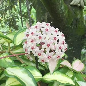 Wax Plant Seeds - Fragrant Tropical Succulent - Low Maintenance Indoor Perennial - 100 Pcs - Image 5