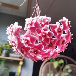 Wax Plant Seeds - Fragrant Tropical Succulent - Low Maintenance Indoor Perennial - 100 Pcs - Image 6