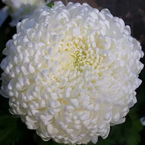 White Chrysanthemum Flower Seeds - 100 Pcs Organic Outdoor Floral Arrangement Seeds for Beds, Borders & Containers