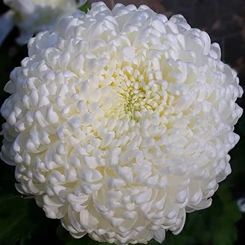 White Chrysanthemum Flower Seeds - 100 Pcs Organic Outdoor Floral Arrangement Seeds for Beds, Borders & Containers