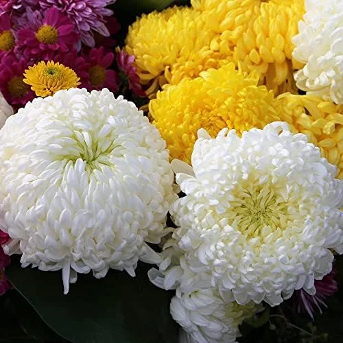 White Chrysanthemum Flower Seeds - 100 Pcs Organic Outdoor Floral Arrangement Seeds for Beds, Borders & Containers - Image 2