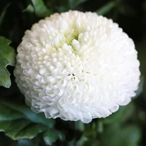 White Chrysanthemum Flower Seeds - 100 Pcs Organic Outdoor Floral Arrangement Seeds for Beds, Borders & Containers - Image 3