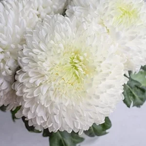 White Chrysanthemum Flower Seeds - 100 Pcs Organic Outdoor Floral Arrangement Seeds for Beds, Borders & Containers - Image 4