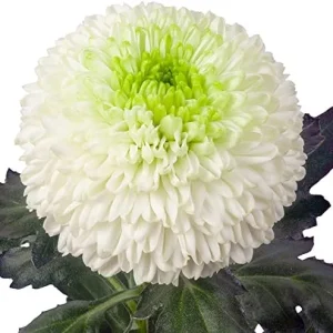 White Chrysanthemum Flower Seeds - 100 Pcs Organic Outdoor Floral Arrangement Seeds for Beds, Borders & Containers - Image 5