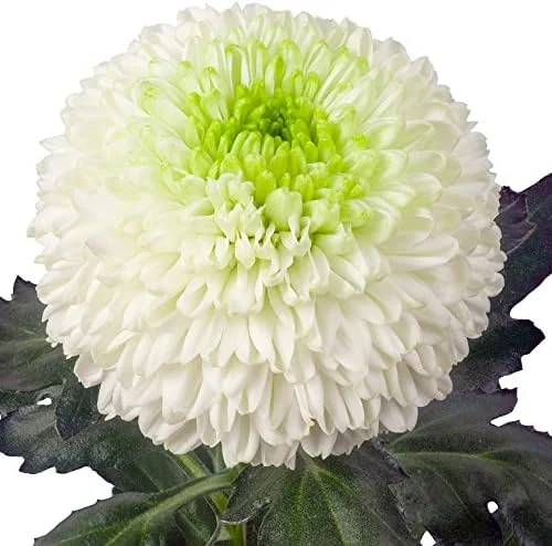 White Chrysanthemum Flower Seeds - 100 Pcs Organic Outdoor Floral Arrangement Seeds for Beds, Borders & Containers - Image 5