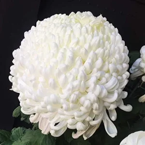 White Chrysanthemum Flower Seeds - 100 Pcs Organic Outdoor Floral Arrangement Seeds for Beds, Borders & Containers - Image 6