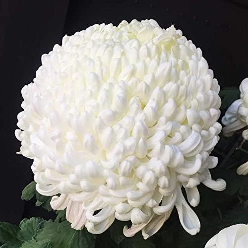 White Chrysanthemum Flower Seeds - 100 Pcs Organic Outdoor Floral Arrangement Seeds for Beds, Borders & Containers - Image 6