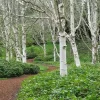 White Paper Birch Tree Seeds Betula papyrifera 50+ Count Ornamental Deciduous Garden Tree Seeds White
