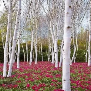 Alternative view of White Paper Birch Tree Seeds Betula papyrifera 50+ Count Ornamental Deciduous Garden Tree Seeds White
